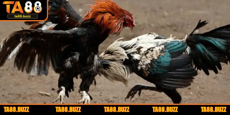 Kinh nghiệm chơi đùa gà Thomo từ dân chuyên