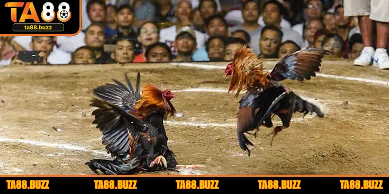 Tại sao người chơi cần chọn trận gà uy tín?