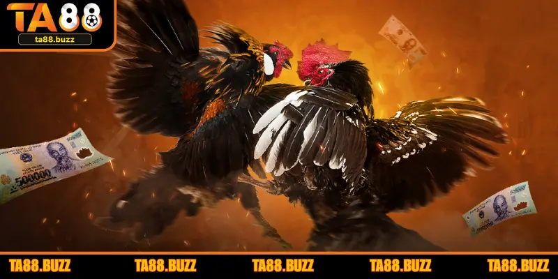 Khai thác trận đấu uy tín là gì?